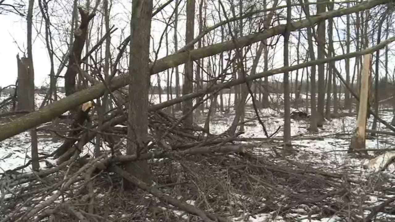 Forestry: Maximizing your return on investment.