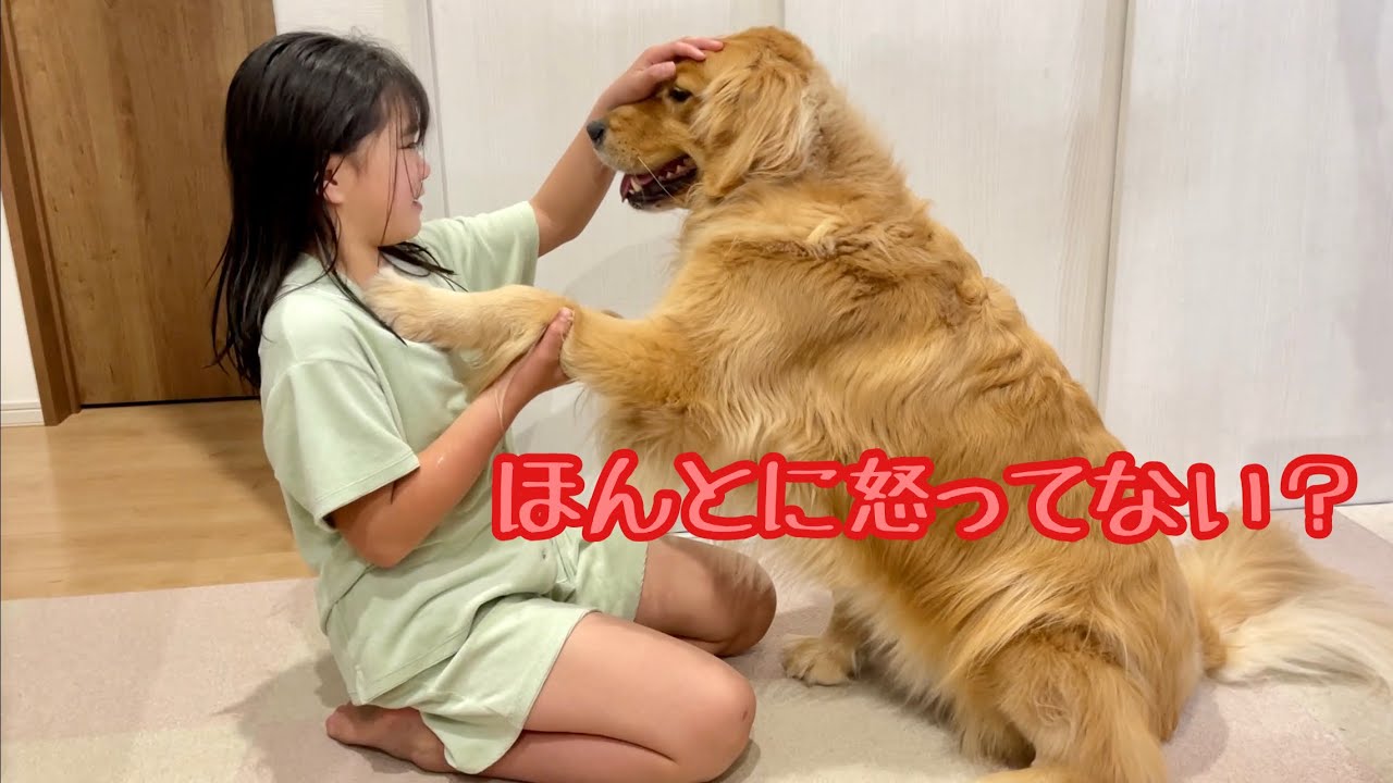 調子に乗りすぎて、大好きな姉を怒らせちゃった時の絶望感がハンパない大型犬クッキー【ゴールデンレトリバーとミニチュアダックスフンド】