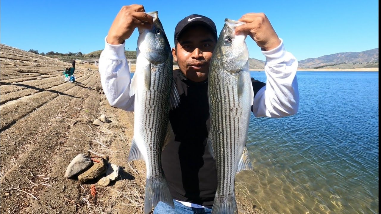 Pesca de striped bass| Aka explicó todo lo que uso 👉Caña linia carrete y Carnada ✅🐟🎣