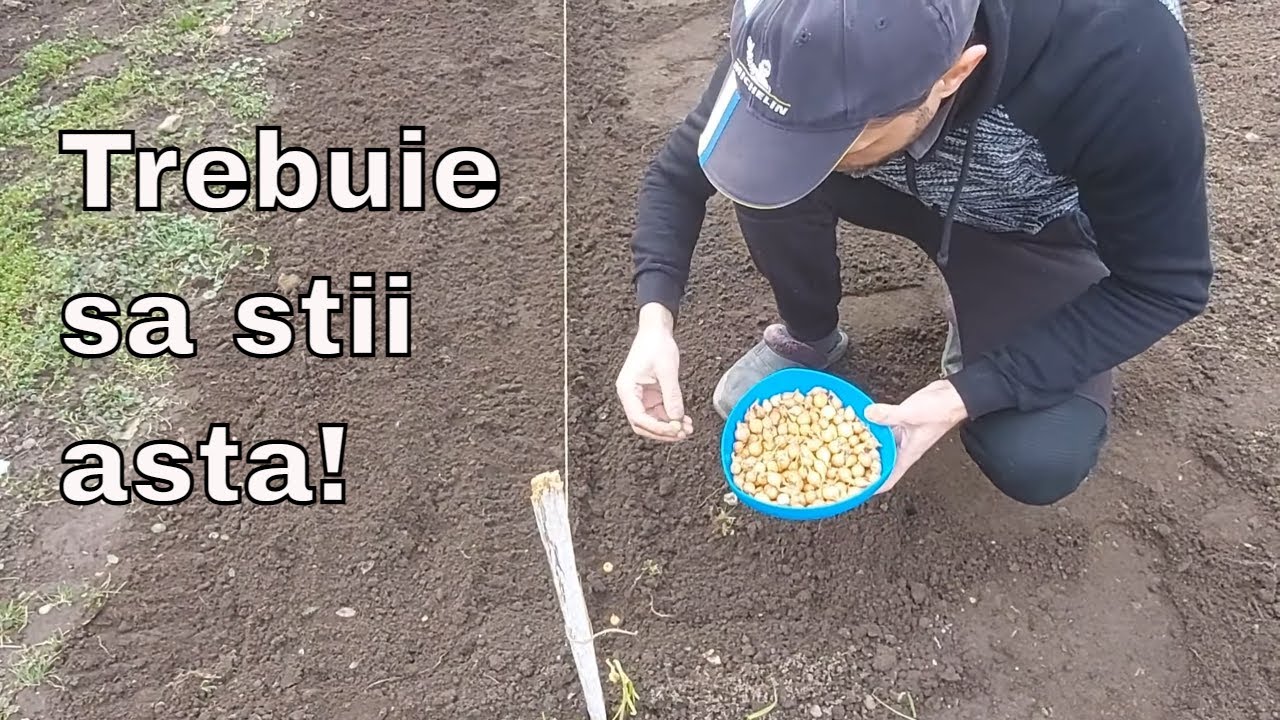 Cand si cum se planteaza arpagicul ( ceapa )primăvara.