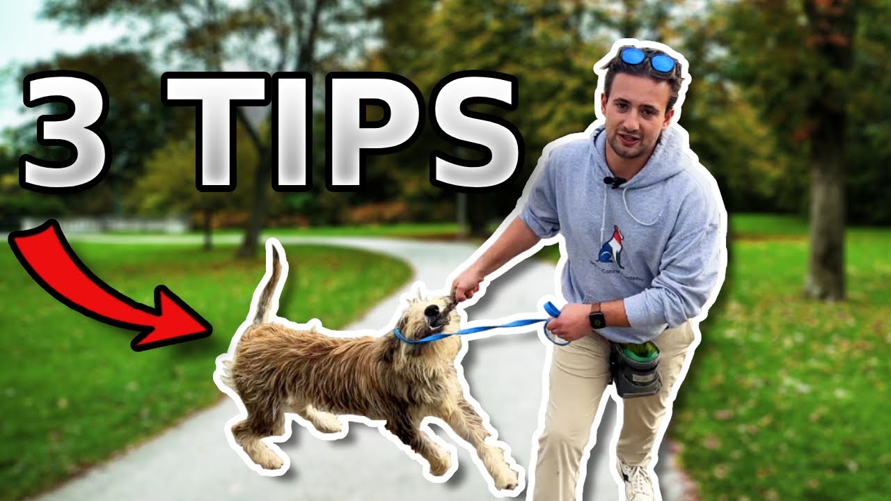 BEST TIPS for Working Line Dogs