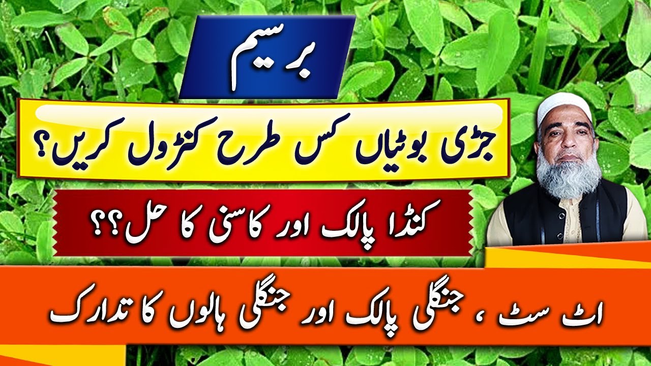 Weed control in Berseem | How to control weeds in berseem | Crop Reformer