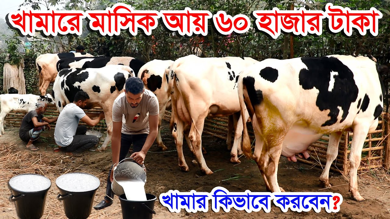 গাভী গরুর খামার করে মাসিক আয় করছেন ৬০ হাজার টাকা | গরুর খামার সফল উদ্যোক্তা বাবু #খামারকিভাবেকরবেন?