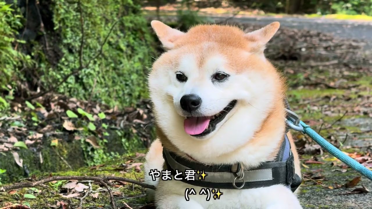 （主）お散歩冥利に尽きます✨終始ニコニコ顔のやまと君。🐶✨✨