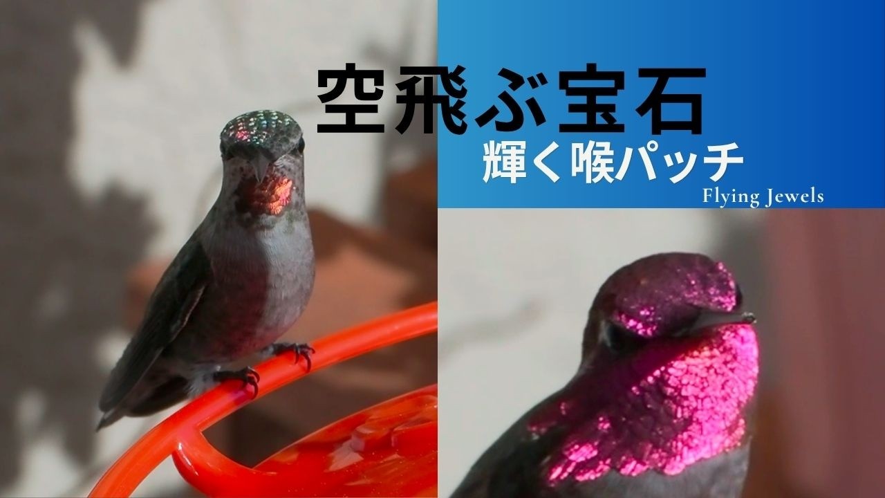 自慢の喉パッチ　GORGET DISPLAY