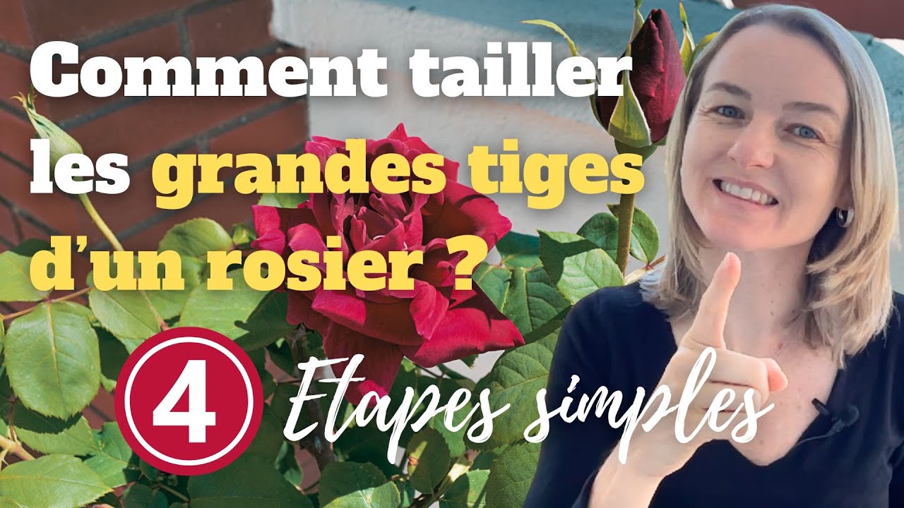 Comment tailler un rosier qui fait de grandes tiges ?