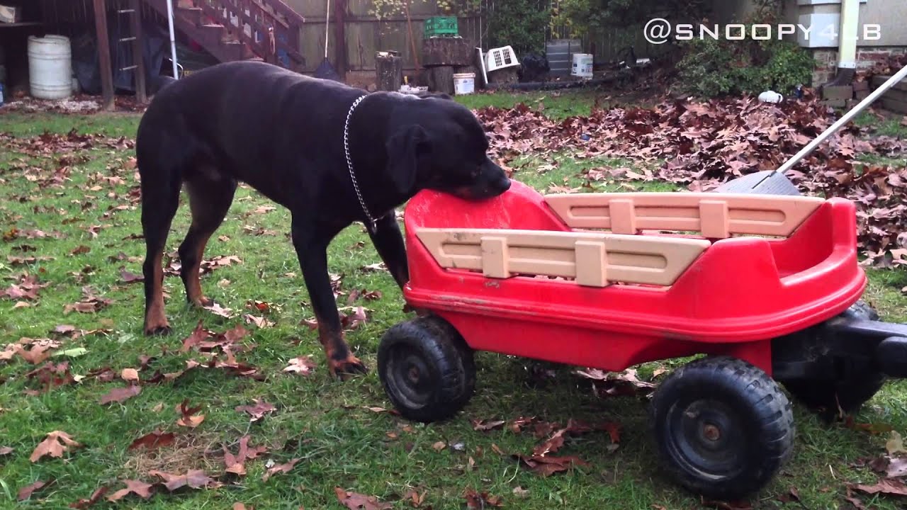 Rottweiler Vs. Child