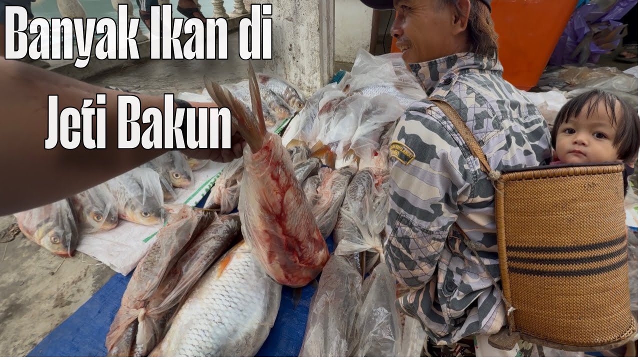 Banyak Ikan Sungai Dari Hulu Empangan Bakun Di Jeti Bakun. Ikan Besar Kepala.
