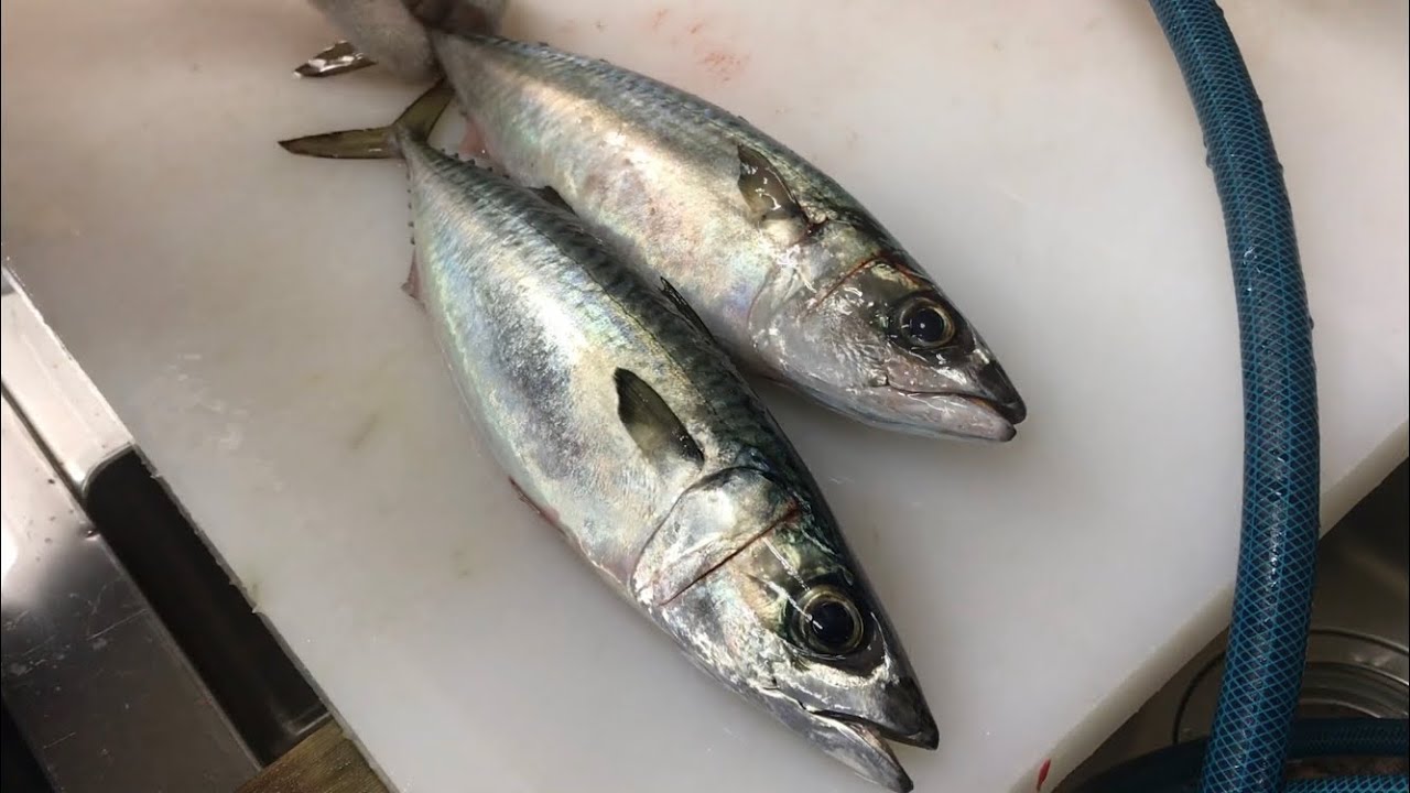究極の血抜きした熟成6日目のサバの刺身編 vol.47