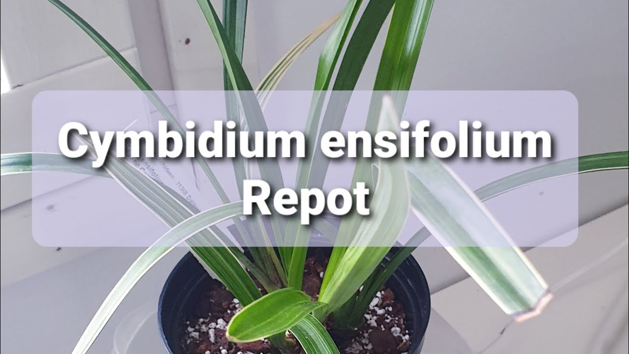 Cymbidium ensifolium 'Huang Cai' Repotting