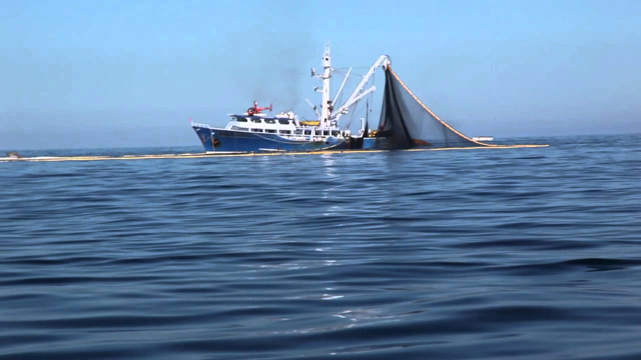 Commercial Tuna Vessel nets Dolphins, Bill Fish with Tuna in Sea of Cortez