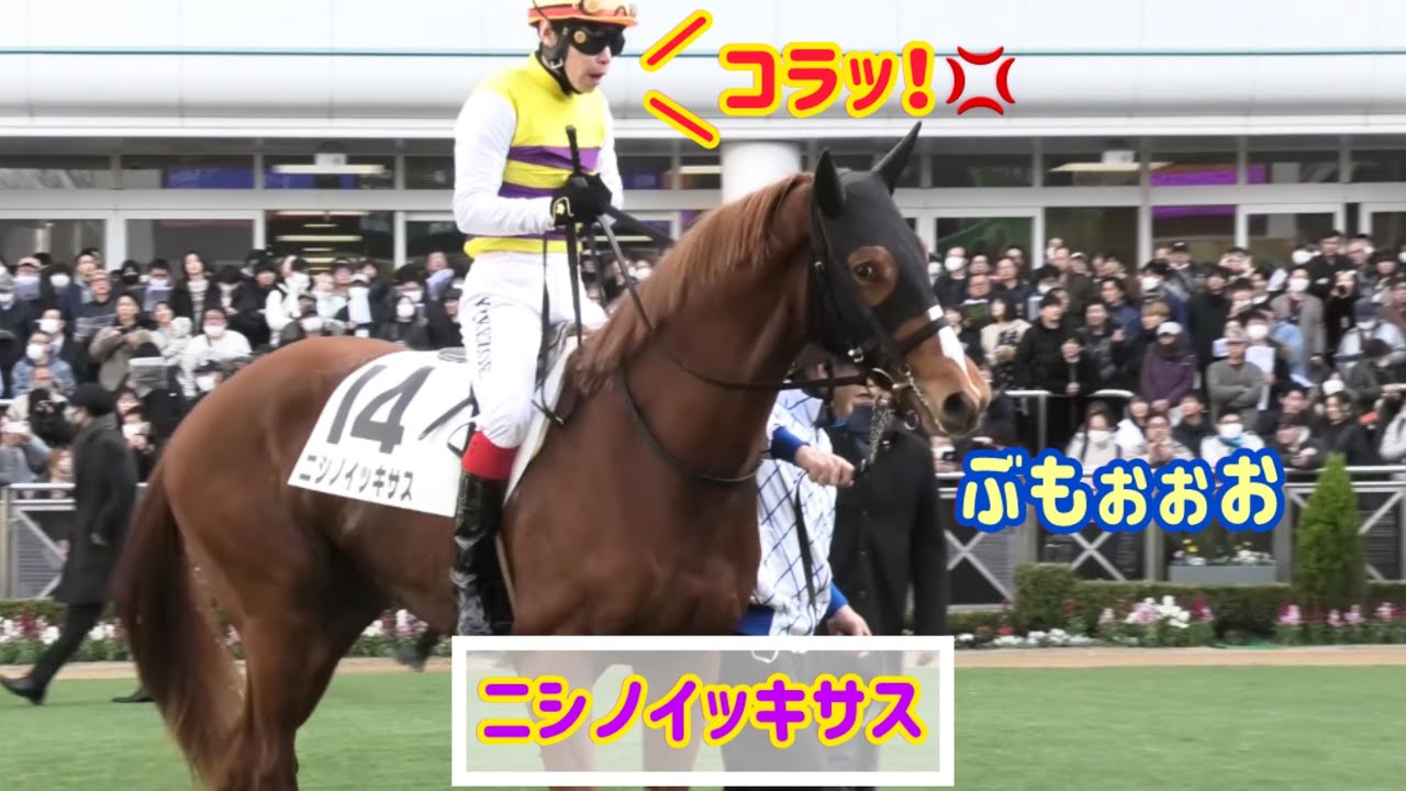 幼さ溢れるニシノイッキサス、池添騎手に叱られちゃう