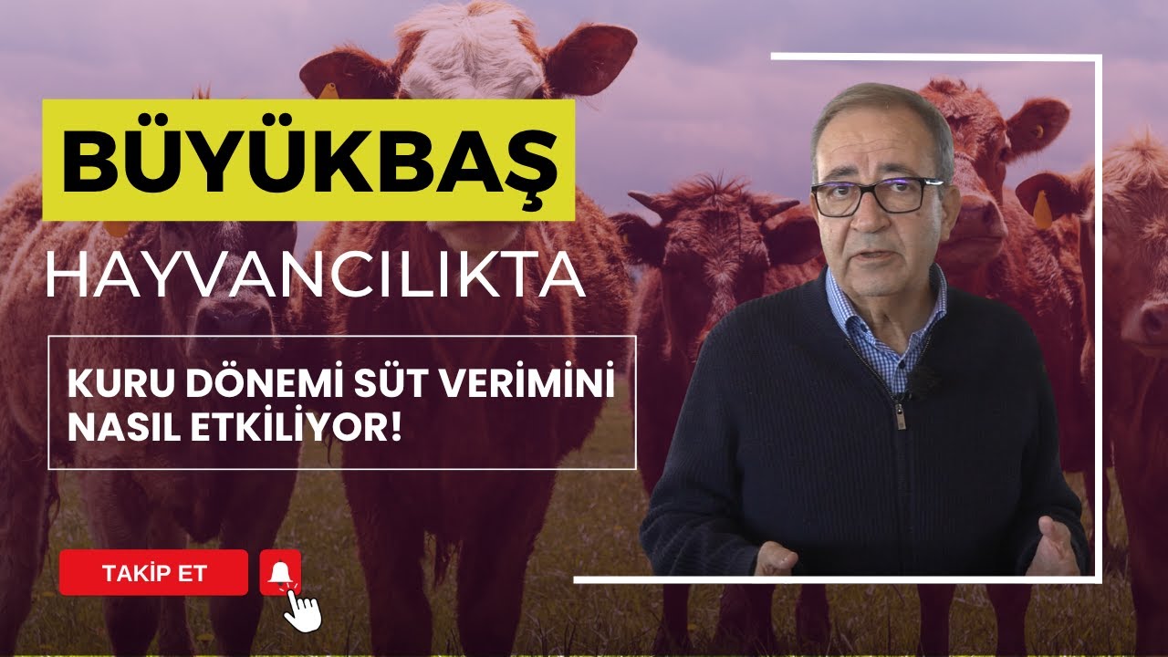 BÜYÜKBAŞ HAYVANCILIKTA KURU DÖNEMİ I ÇİFTLİĞİN NOTLARI