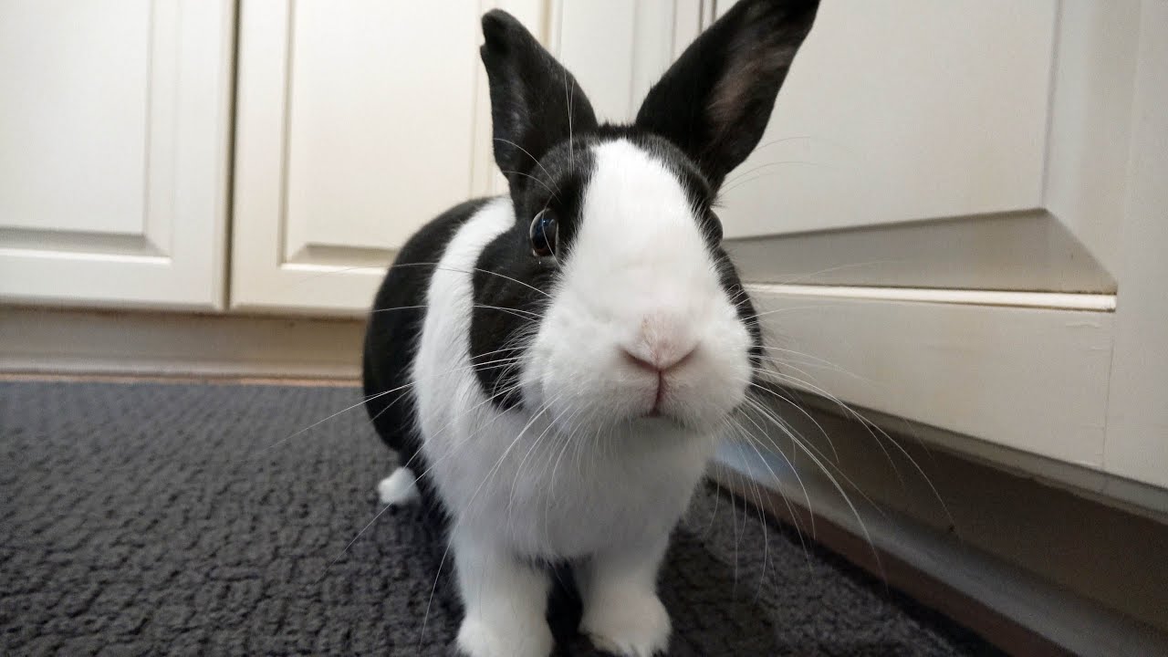 Rabbit fighting human