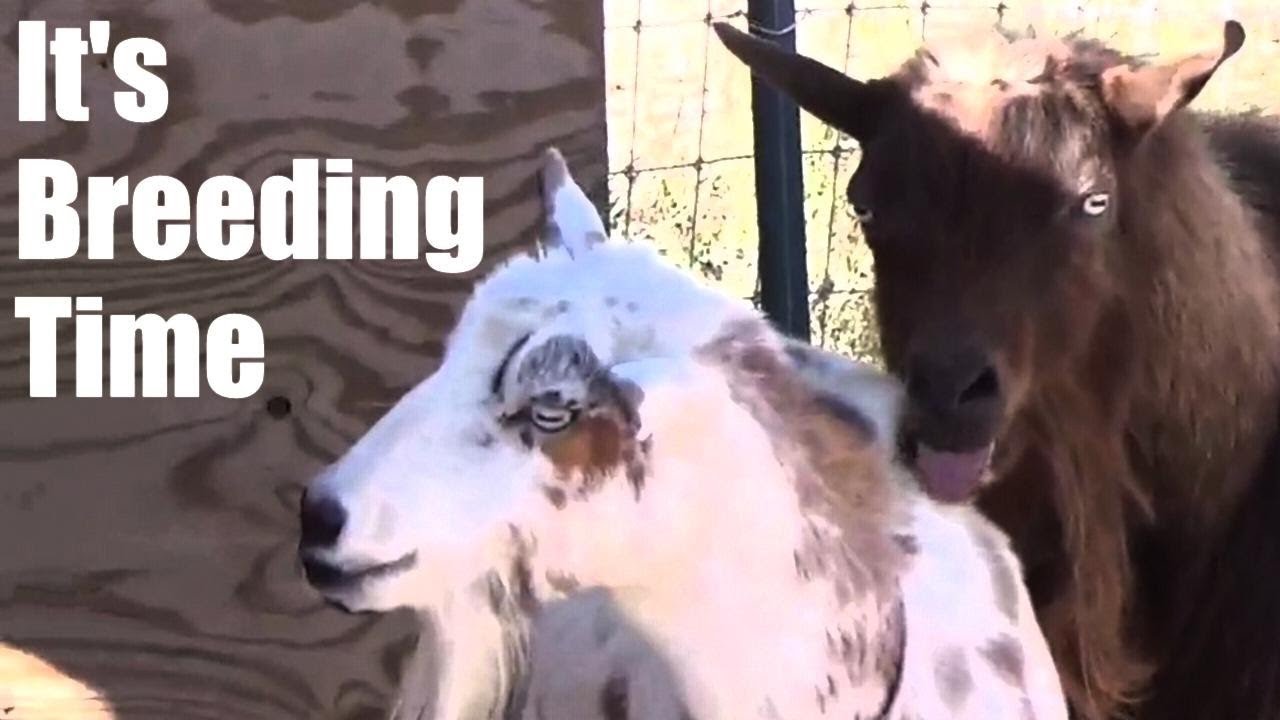 It's Breeding Time!!