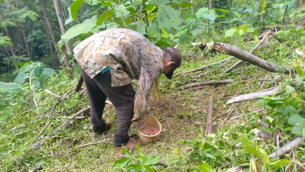 Teknik pemupukan agar pohon balsa tumbuh subur dan cepat besar#luarbiasa #kebon #