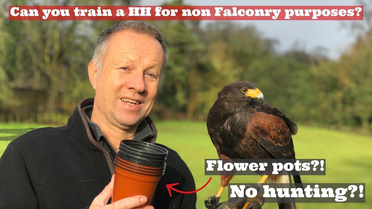 Can You Train Your Harris’ Hawk for Non Falconry Purposes? Harris’ Hawk Enrichment!