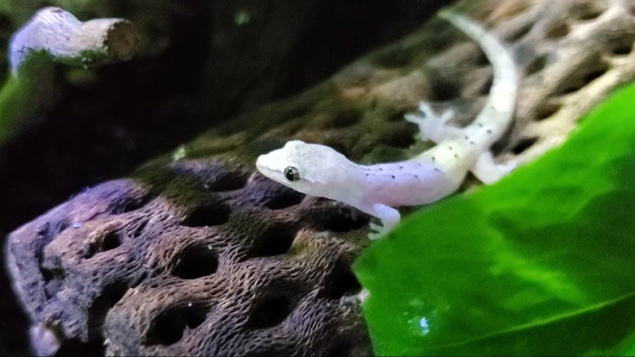 MAKING A GECKO BREEDING ECOSPHERE