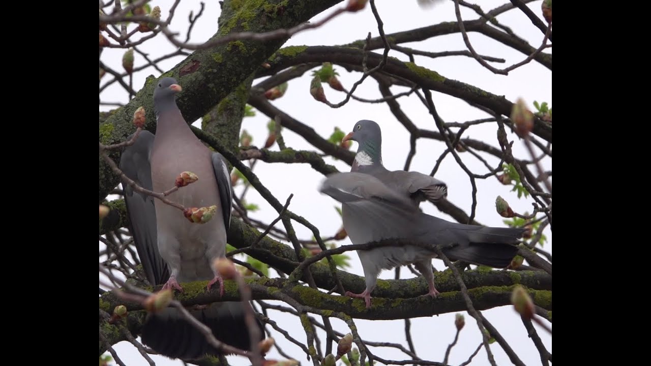 Örvös galambok harca a tojóért. /Columba palumbus;Cushat; Ringeltaube; Вяхирь; Paloma de bosque/