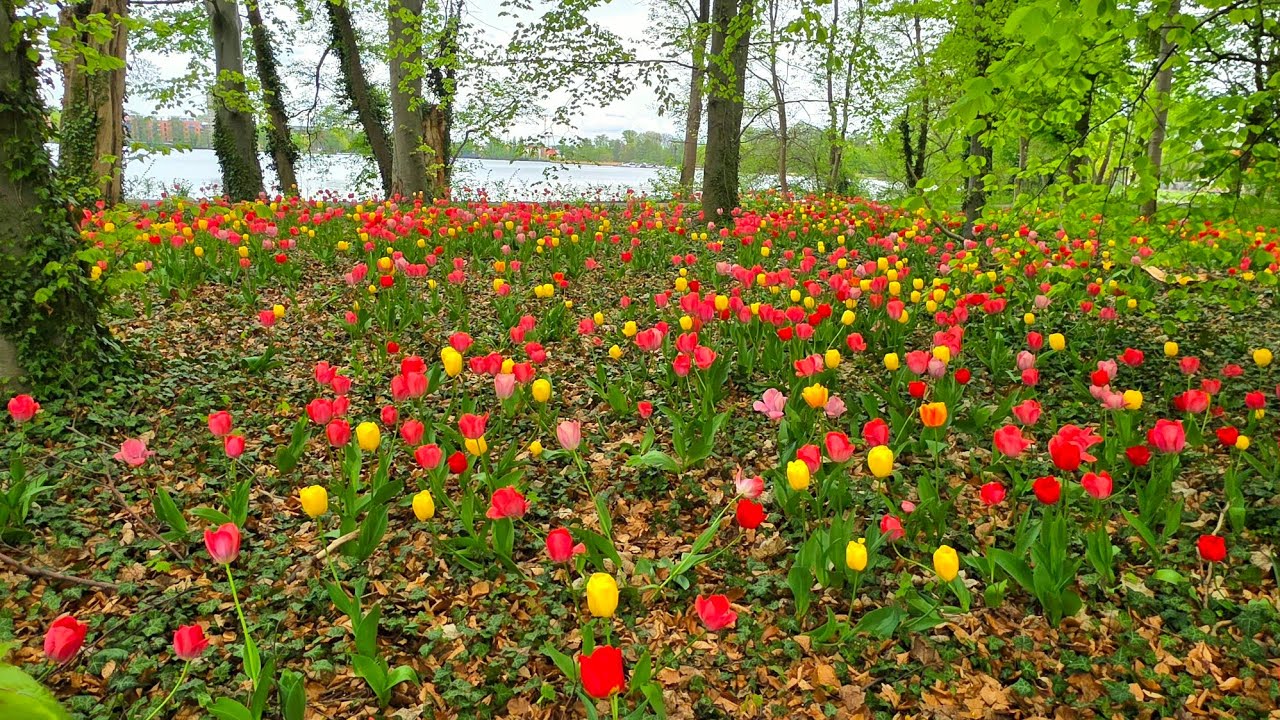 Tulips in dazzling colors