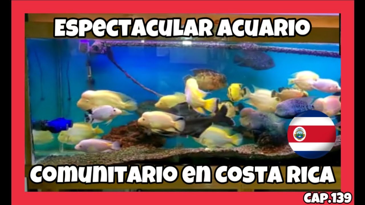 COSTA RICA. INCREIBLE ACUARIO COMUNITARIO. Con un PEZ HIBRIDO IMPRESIONANTE.