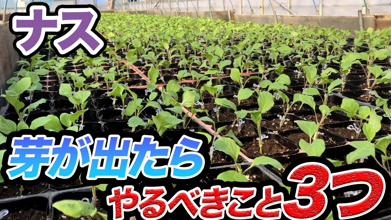 【ナス】発芽したらやるべきこと3つについて