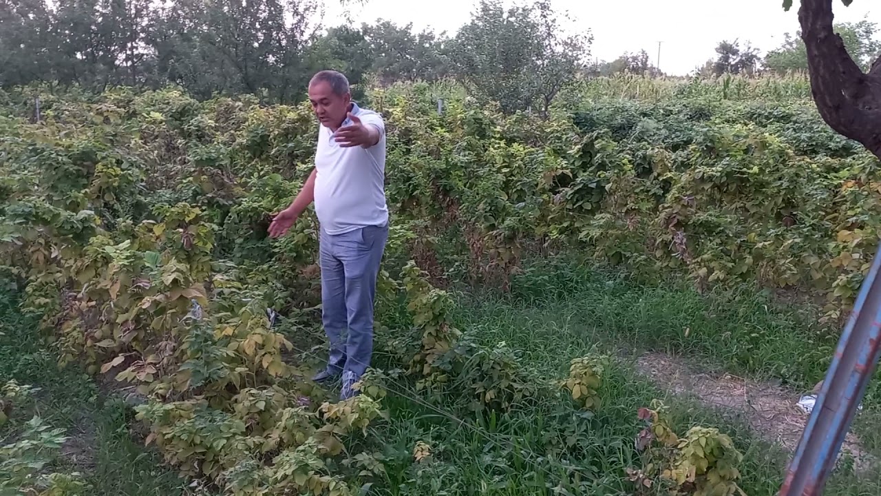 Рустам акани кушнисини малина зоридаги ахволи. Суспензия берилмаган малина. нимжон касал ва мева кам