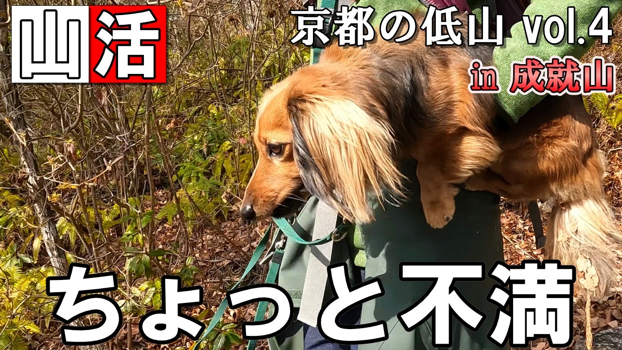 階段多すぎて抱っこに。ダックスにはちょっと向いてなかった成就山｜低山パラダイス京都の山を犬連れハイキング【ミニチュアダックスフンド　もく】