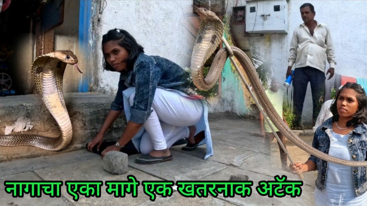 इस खतरनाक कोब्रा को कैसे पकडा देखिए Rescue indian cobra snake 