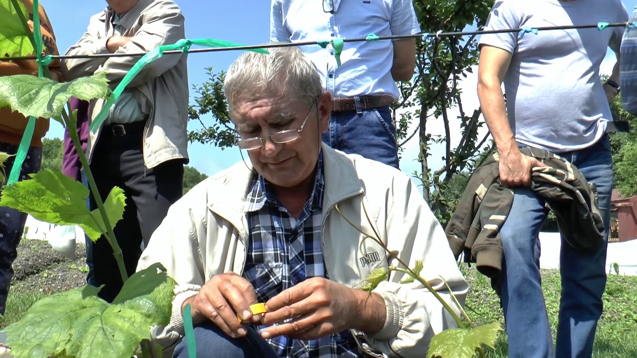 Корейская прививка винограда. Науменко Игорь Петрович. Занятие 