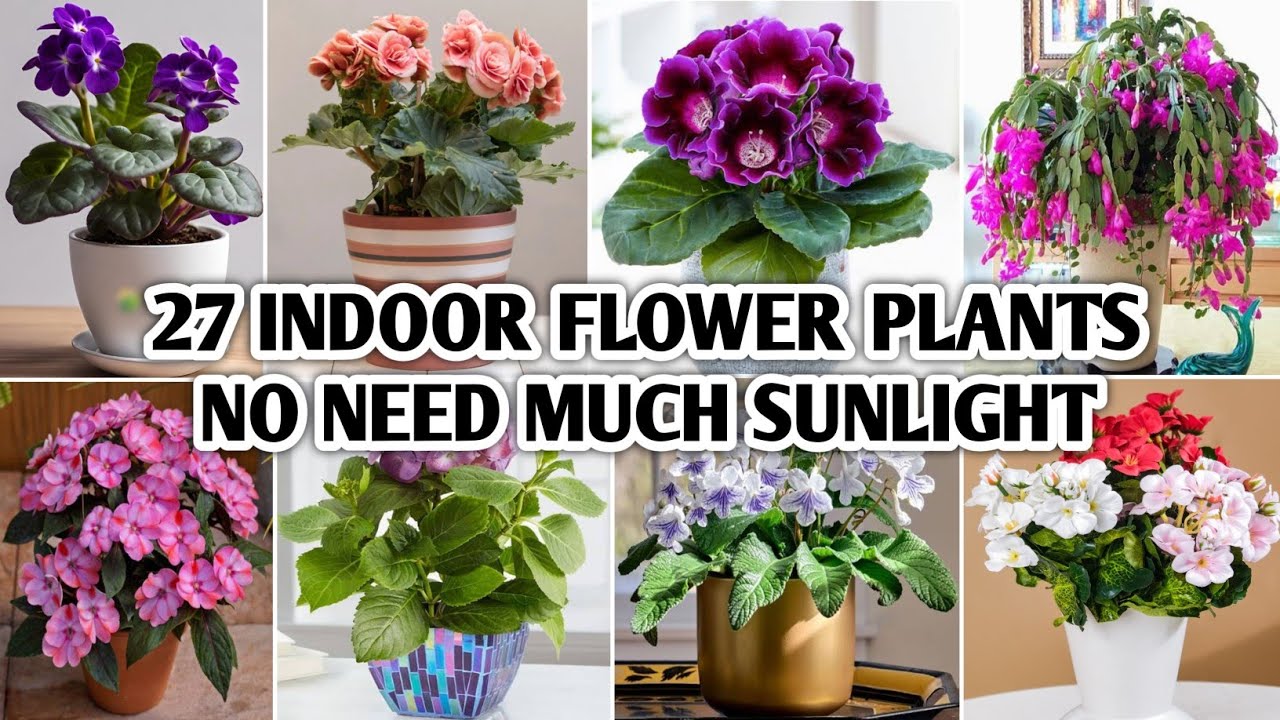 27 Indoor Flowering Plants | Best Indoor Flowering Plants no need much sunlight | Plant and Planting