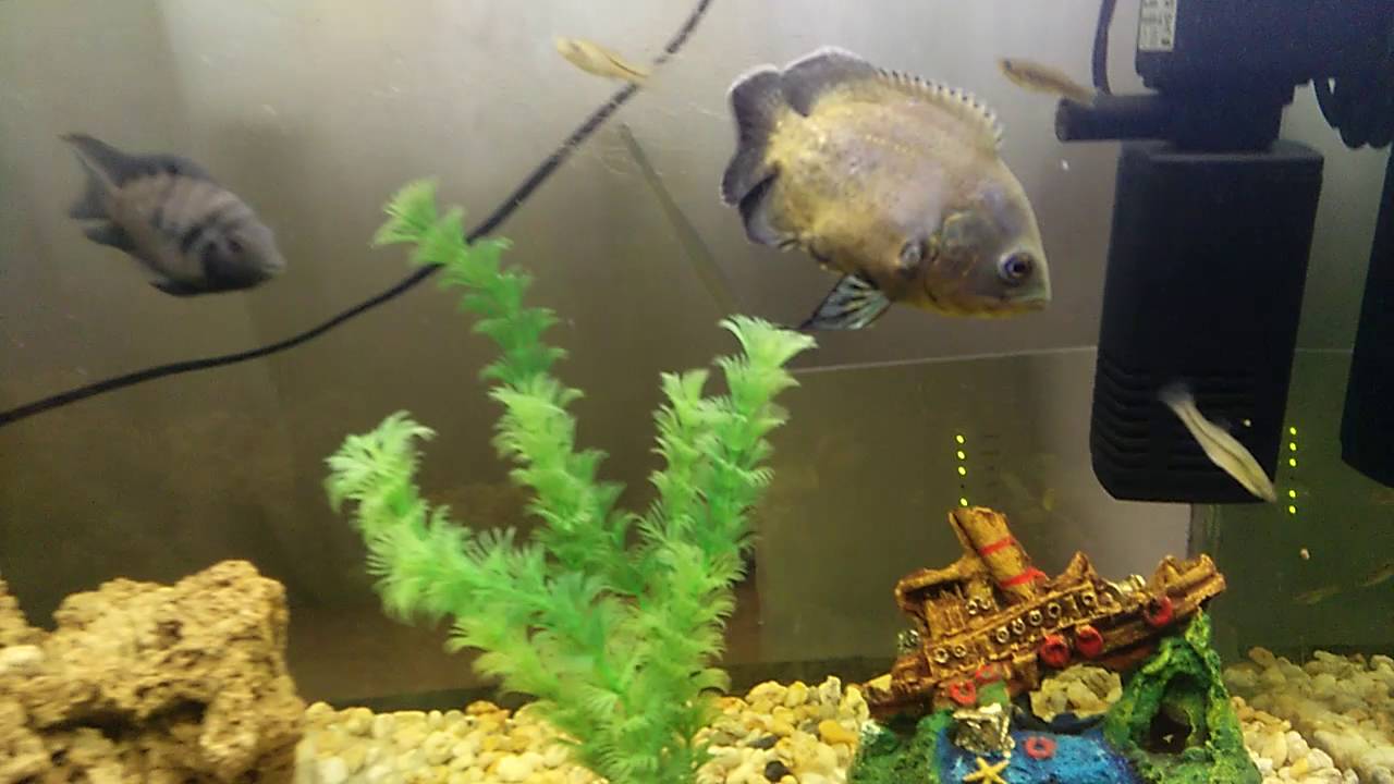 Peces oscar y carpa koi de velo