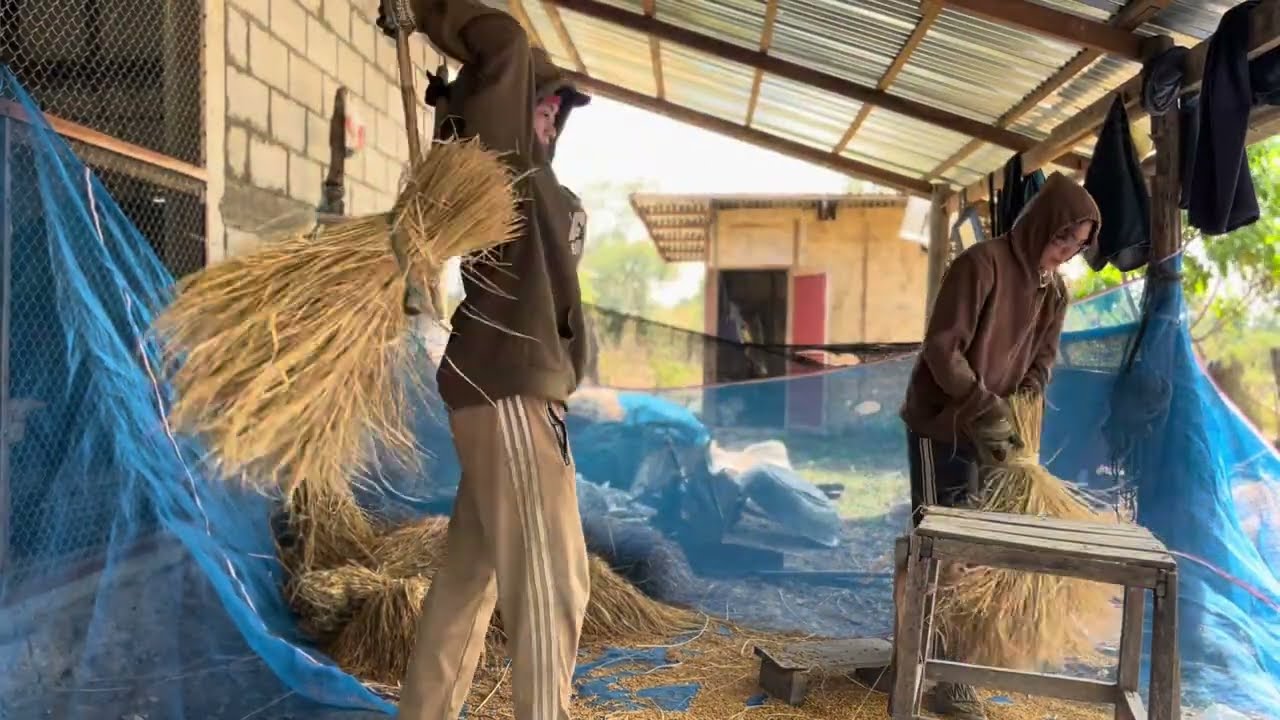 ตีข้าวรอบสุดท้ายของปี#laos #สาวลาว 