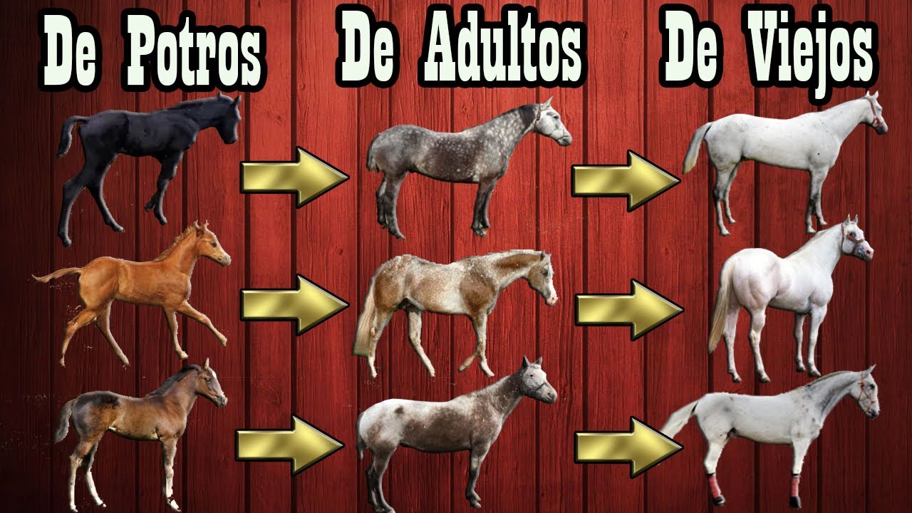 Porque Estos Caballos Cambian De Color Cuando Crecen 🐴-Del Cerro Soy