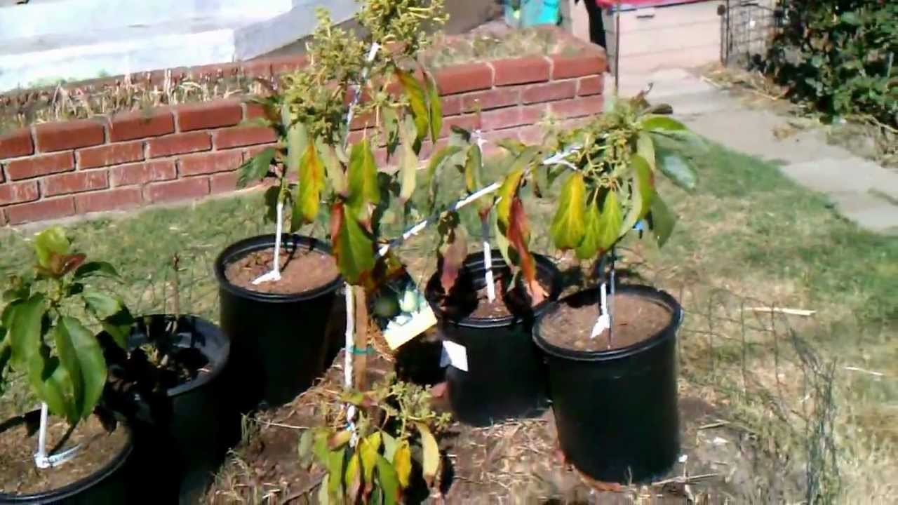 reed avocado tree blooming