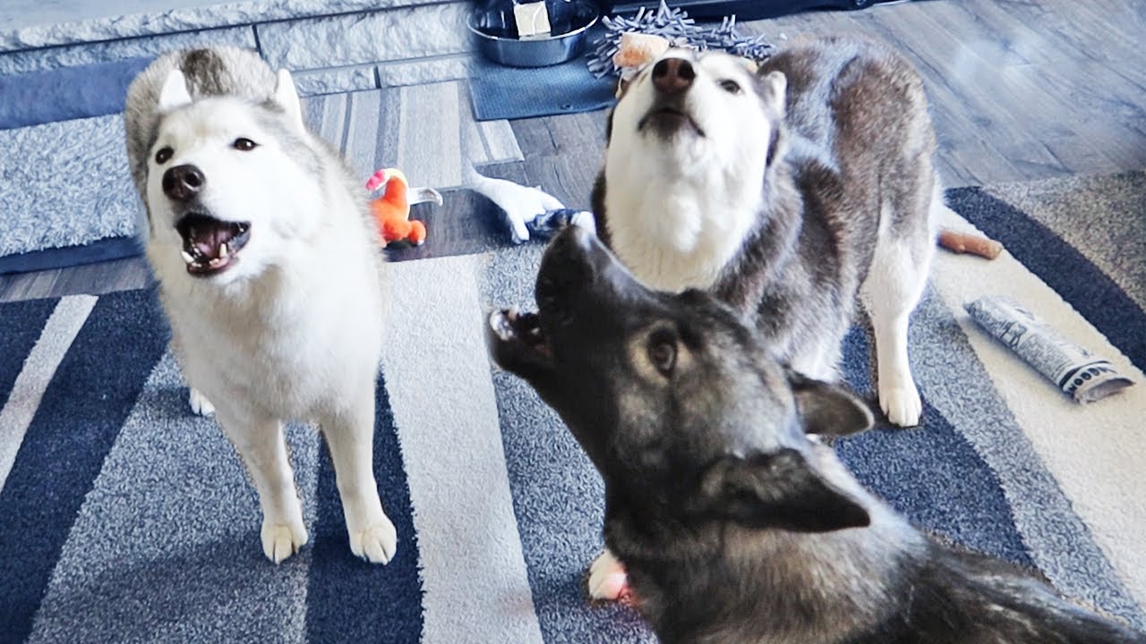 The Huskies Started a Howl!