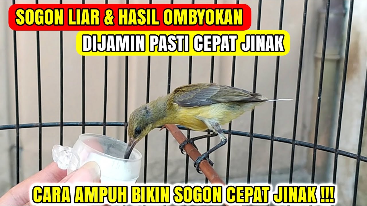 CARA CEPAT DAN AMPUH MENJINAKAN SOGON SUPER GIRAS❗