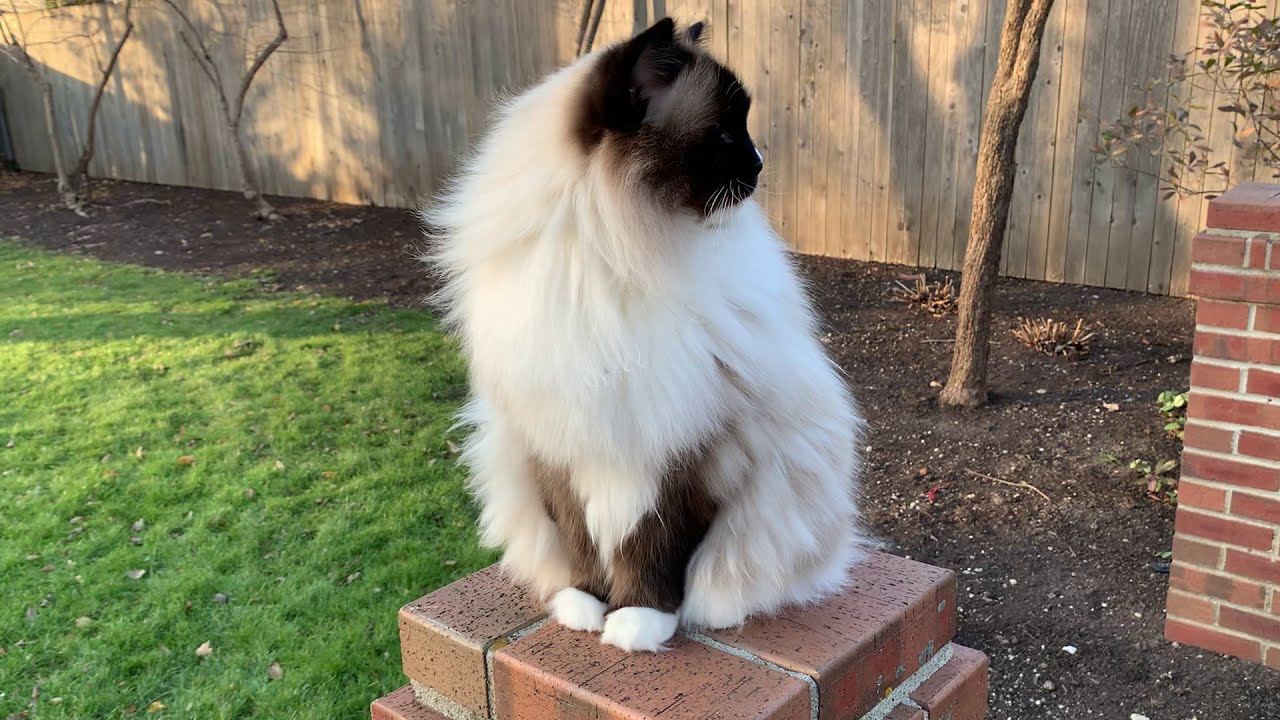 11-Year Old Ragdoll Cats, Charlie and Trigg, Outside December 1, 2020