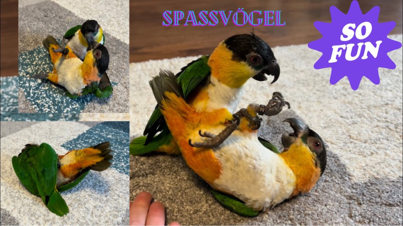 Spassvögel Sancha & Pancho