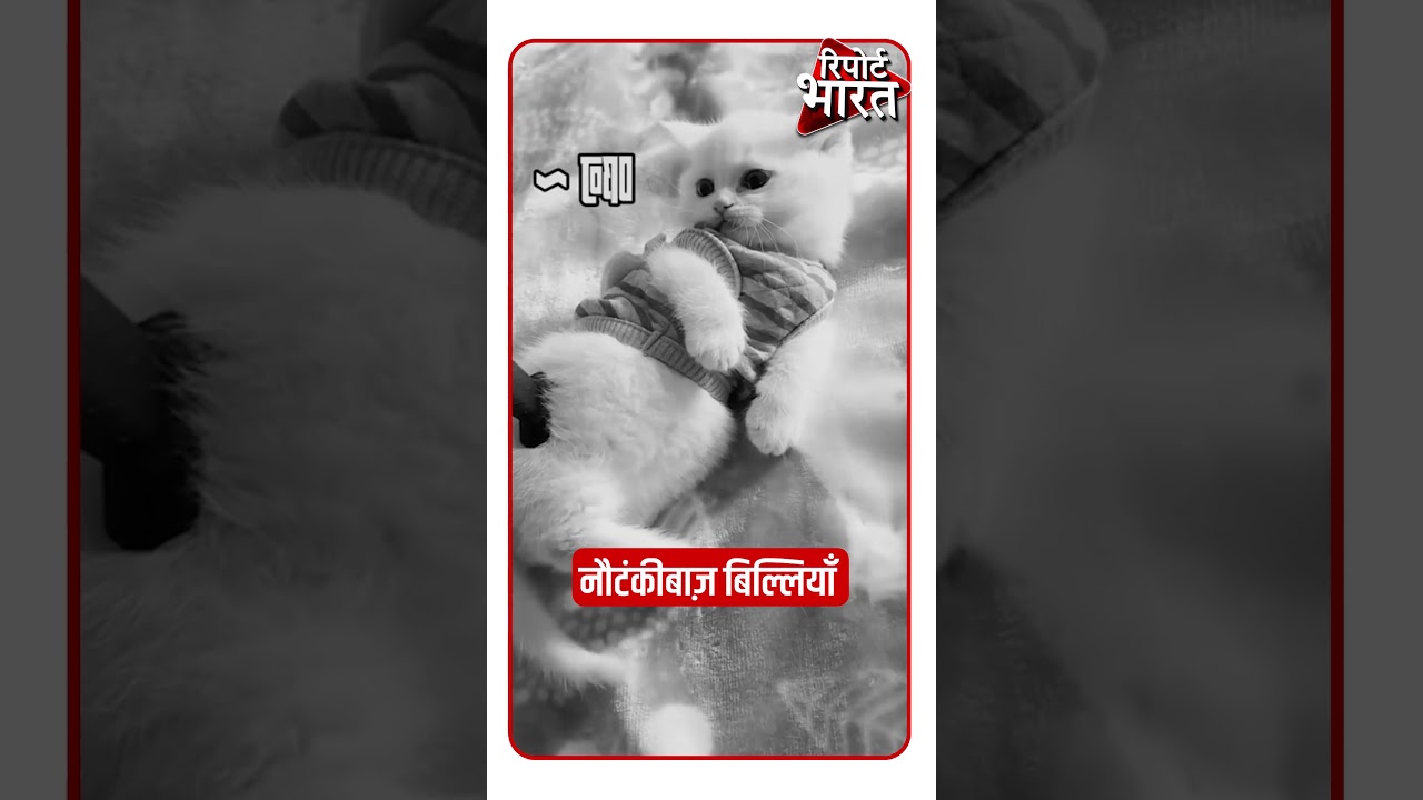 नौटंकीबाज़ बिल्लियाँ #FunnyCats #Funny #cat | Report Bharat