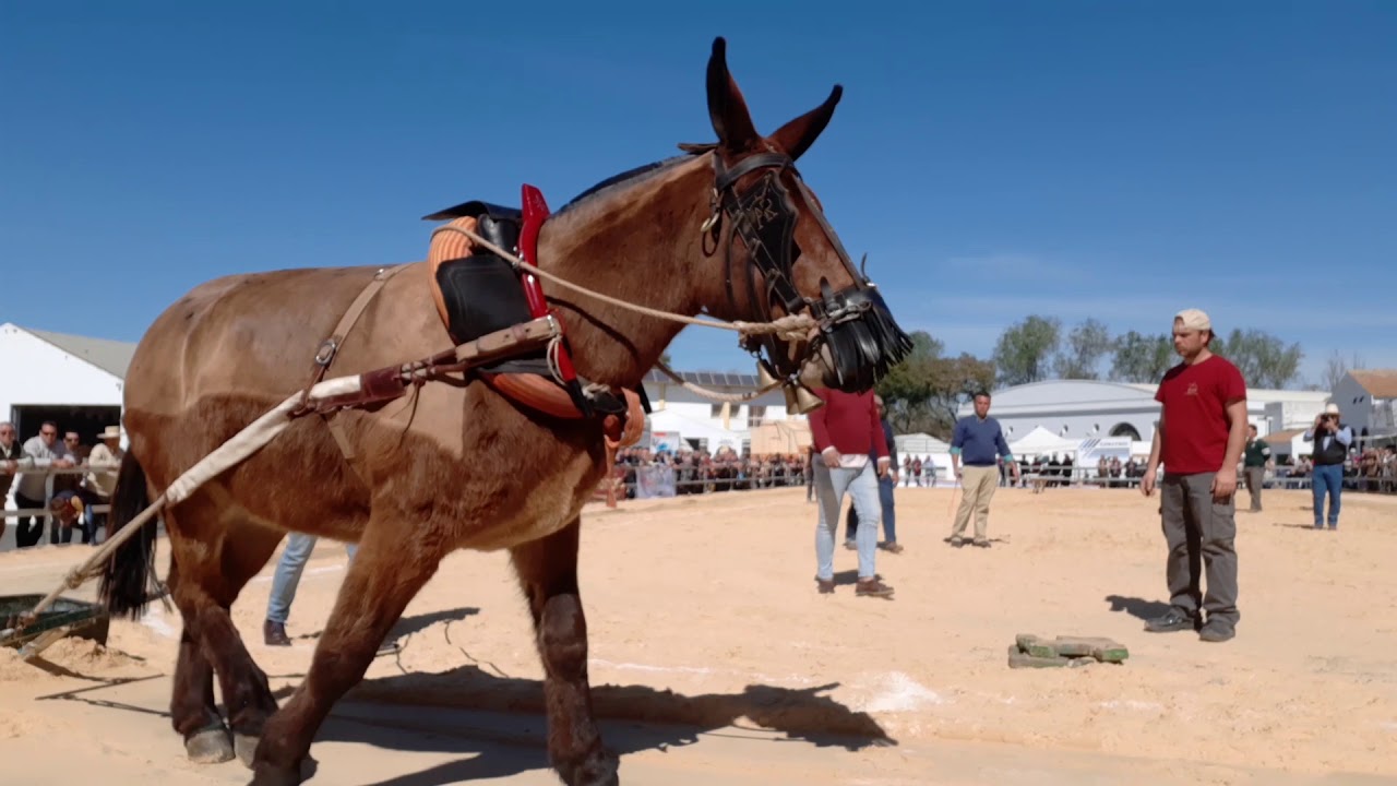 Concurso arrastre Mulos Cartaya. Mule pulling contest