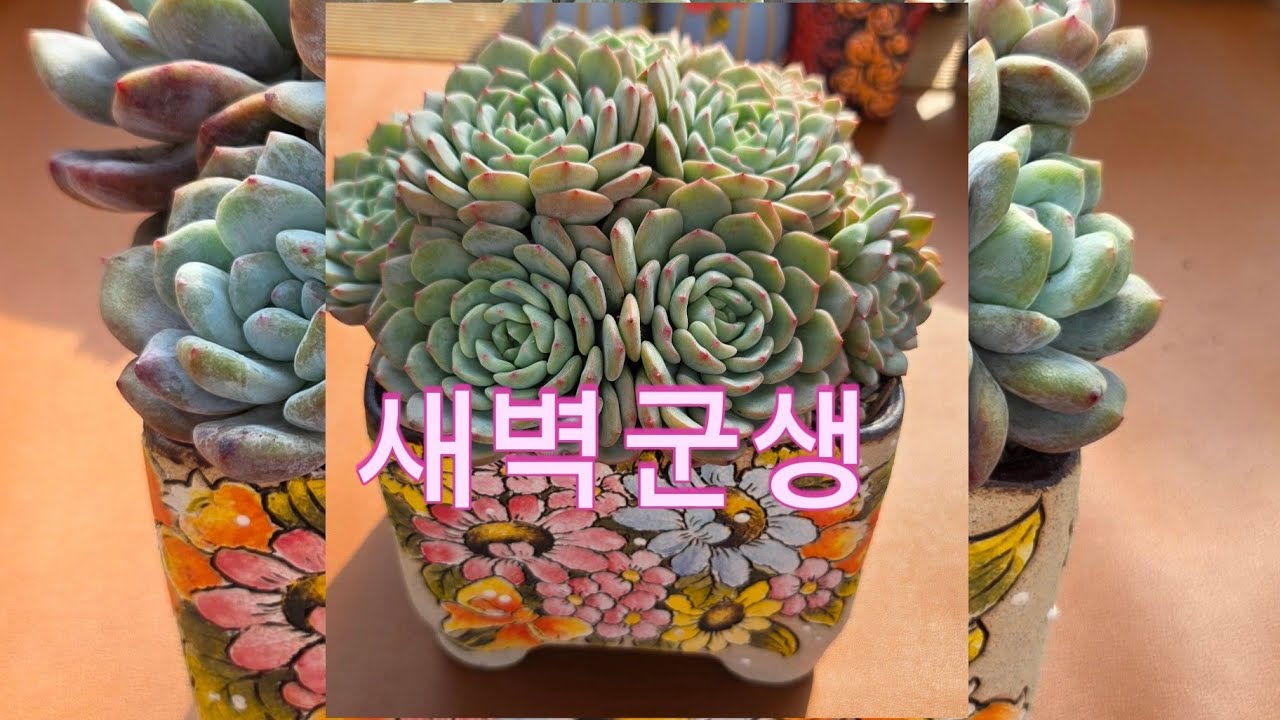 새벽군생.먼로몬스터.이쁜집으로 GoGo!#흙놀이#킵장다육 #다육이#유미유미tv