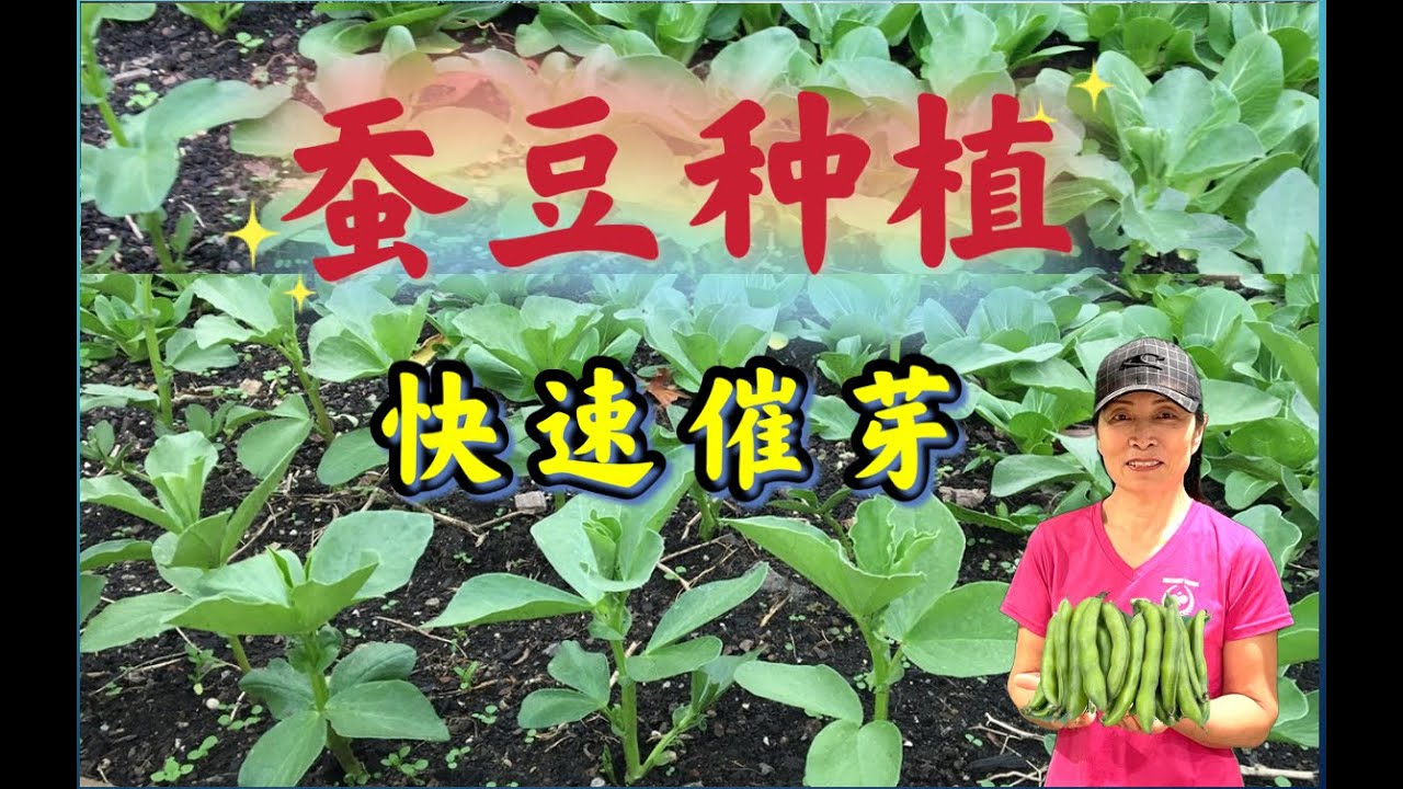 蚕豆种植快速催芽法：烫种，浸种，人工芽点暴露，蚕豆播种