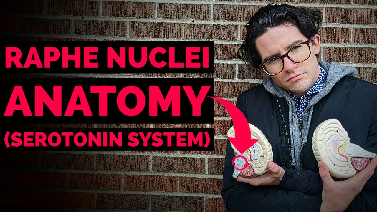 Raphe Nuclei | Serotonin System Anatomy