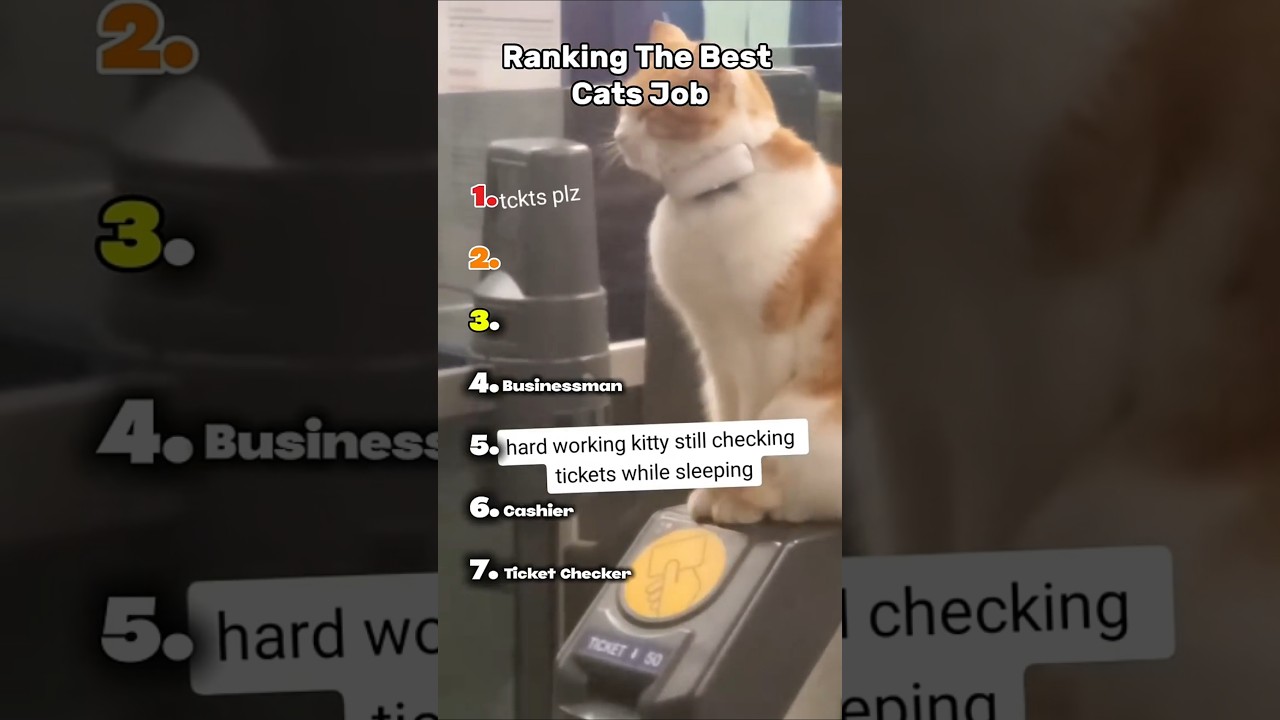 Ranking The Best Cats Job