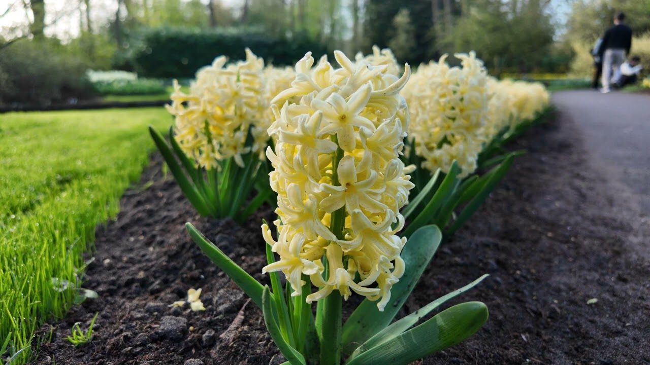 Keukenhof 2025