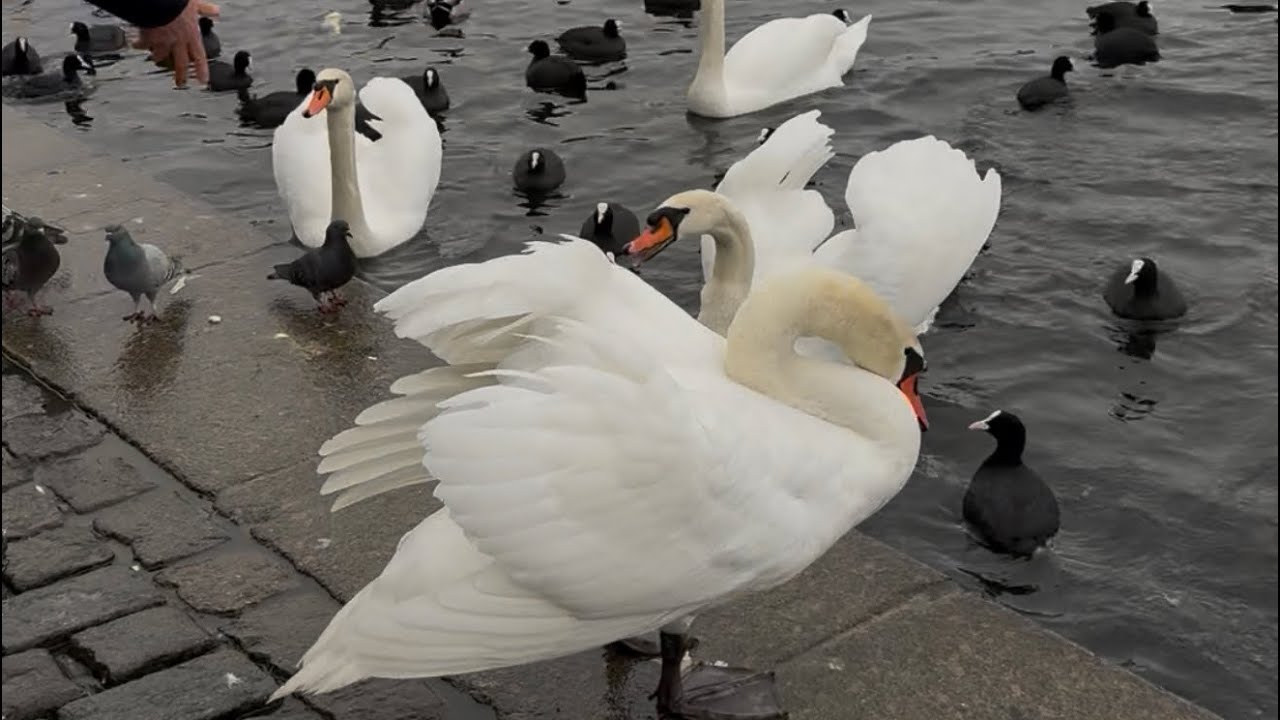 Пришли покормить лебедей 😋🦢👍