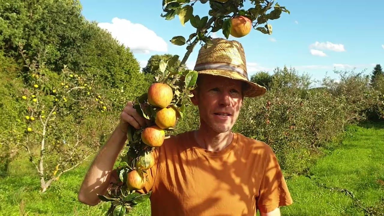 Alte Apfelsorte Goldparmäne