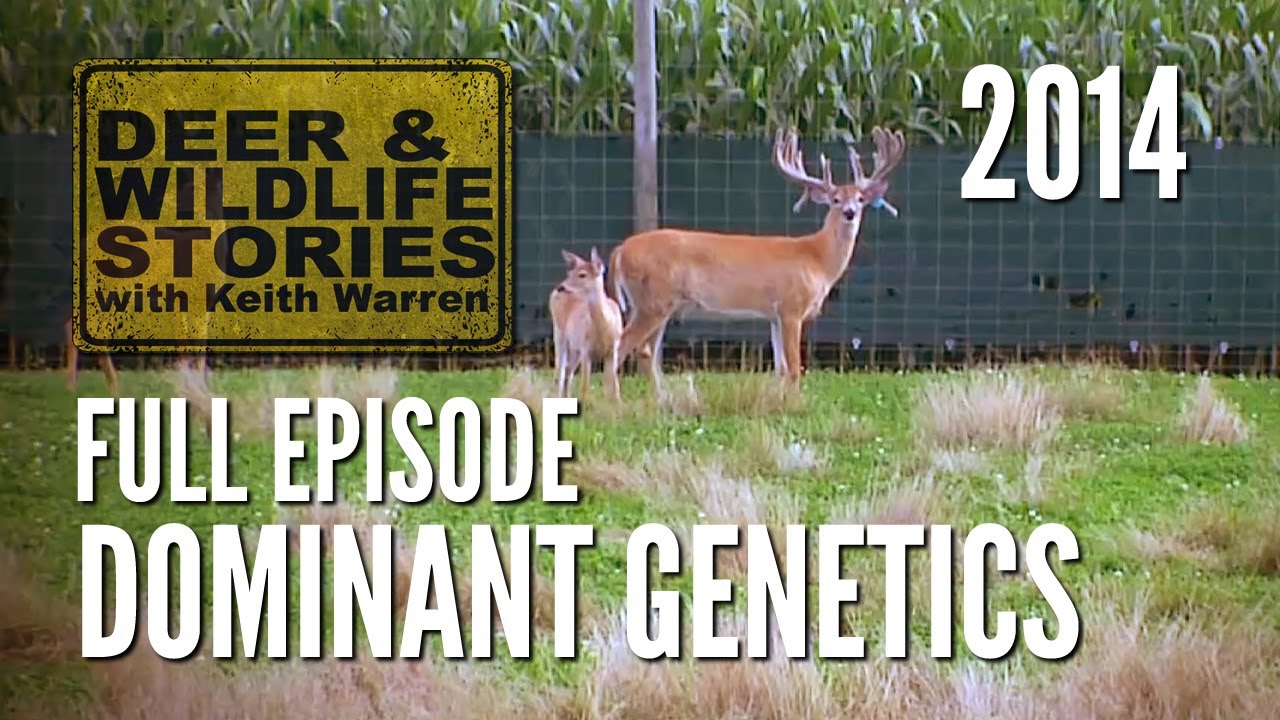 Dominant Genetics - Deer & Wildlife Stories | Deer Farming