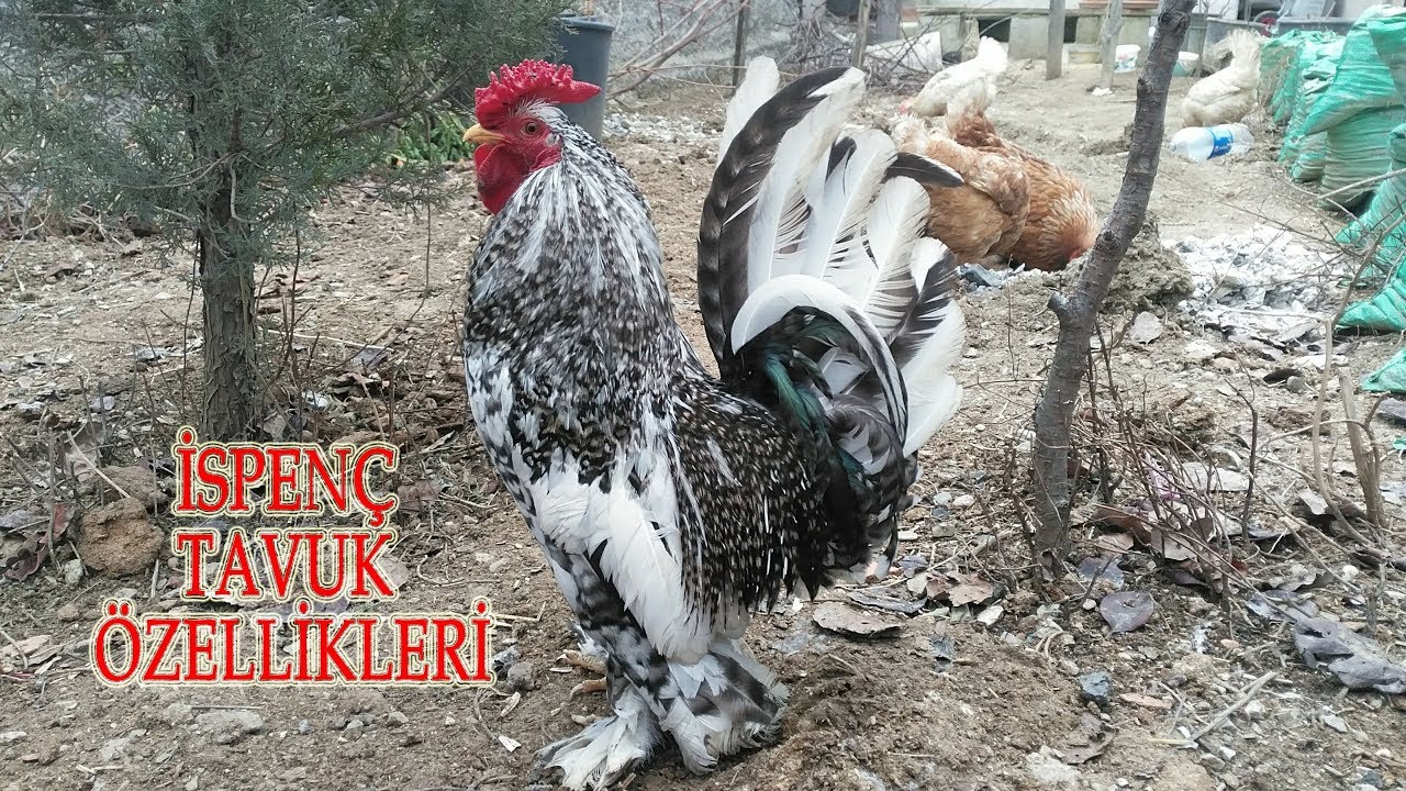 İspen&ccedil; Tavuk ve Horozun &Ouml;zellikleri
